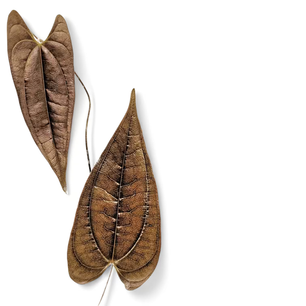 Dioscorea amaranthoides var. metallica leaf close-up on white background.