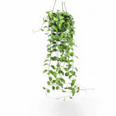 Dischidia imbricata – Topfpflanze im Kulturtopf vor weißem Hintergrund, Produktfoto 2.