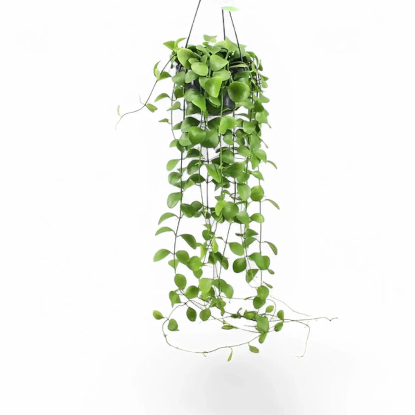 Dischidia imbricata potted plant in nursery pot on white background.