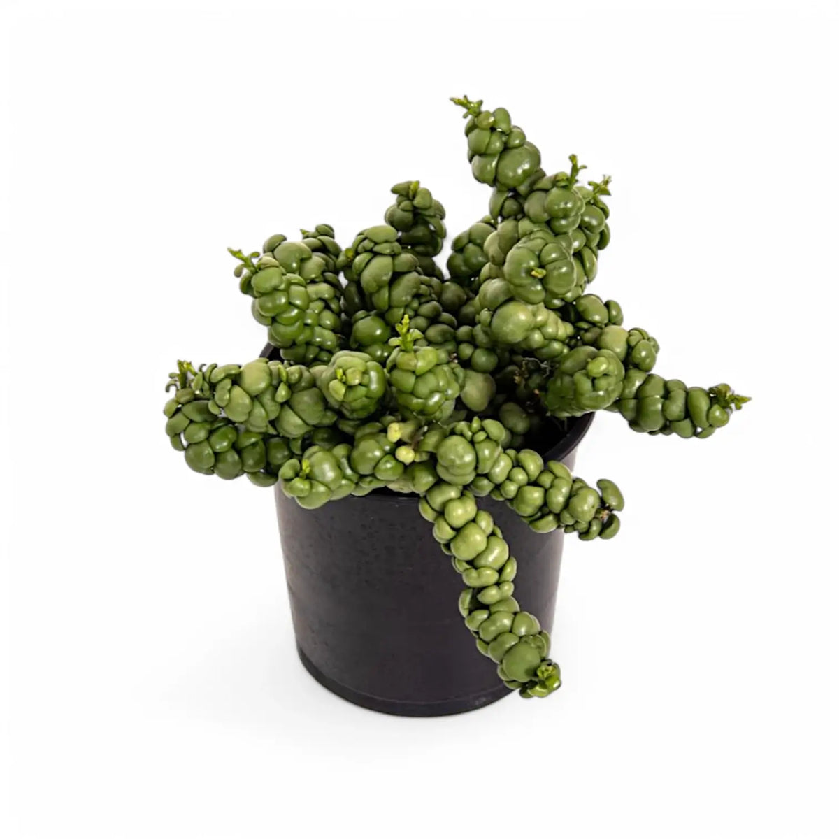 Dischidia nummularia 'Pangolin Kisses' potted plant in nursery pot on white background.