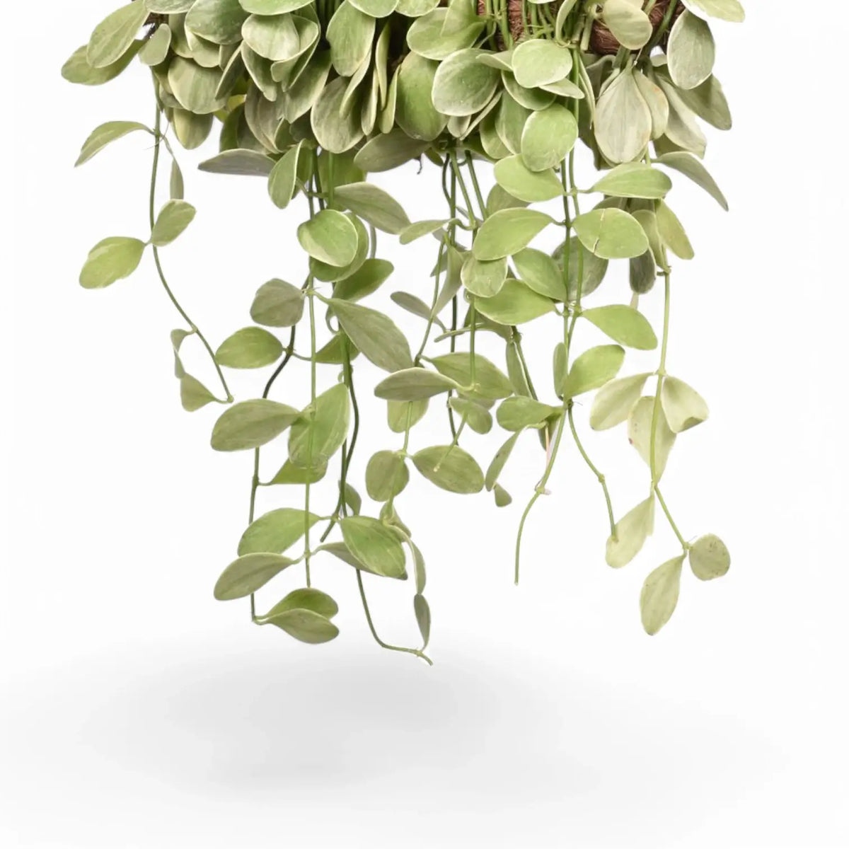 Nahaufnahme eines Blatts von Dischidia oiantha variegata vor weißem Hintergrund.
