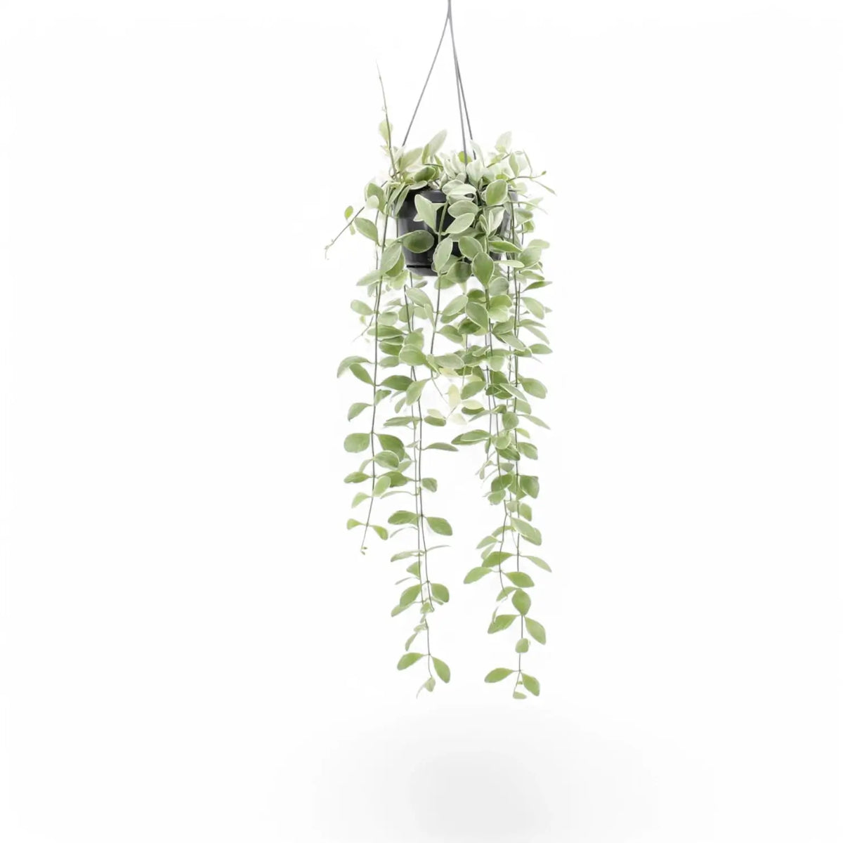 Dischidia oiantha variegata – Topfpflanze im Kulturtopf vor weißem Hintergrund, Produktfoto 2.