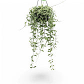 Dischidia oiantha variegata – Topfpflanze im Kulturtopf vor weißem Hintergrund, Produktfoto 3.