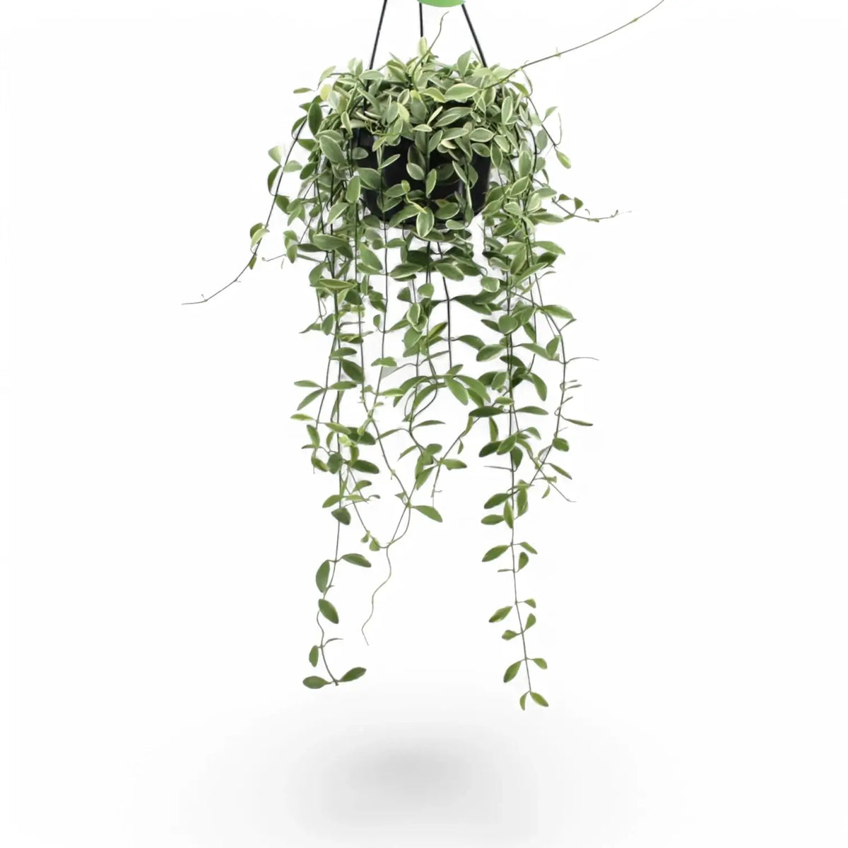 Dischidia oiantha variegata – Topfpflanze im Kulturtopf vor weißem Hintergrund, Produktfoto 3.