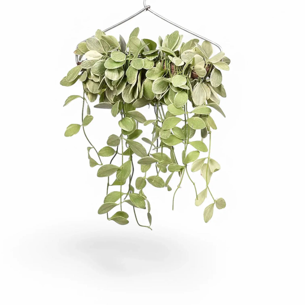 Dischidia oiantha 'White Diamond' potted plant in nursery pot on white background.