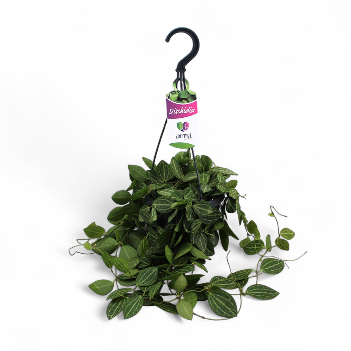 Dischidia ovata 'Melon' – Topfpflanze im Kulturtopf vor weißem Hintergrund, Produktfoto 4.