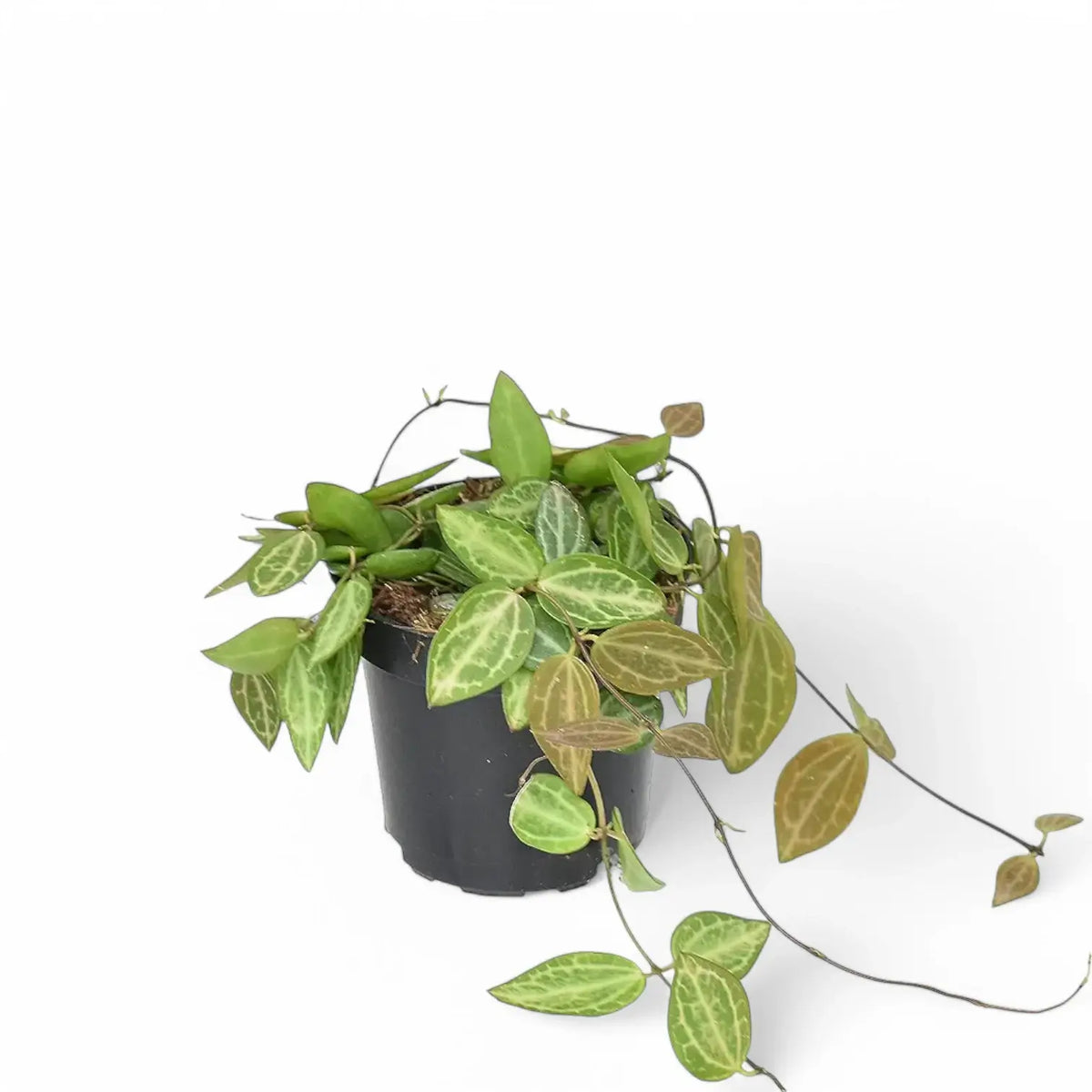 Dischidia ovata 'Melon' – Topfpflanze im Kulturtopf vor weißem Hintergrund, Produktfoto 6.