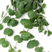 Dischidia platyphylla foliage close-up with rounded and folded green leaves on trailing stems