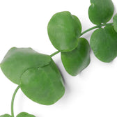Dischidia platyphylla foliage close-up with flat rounded green leaves along a trailing stem