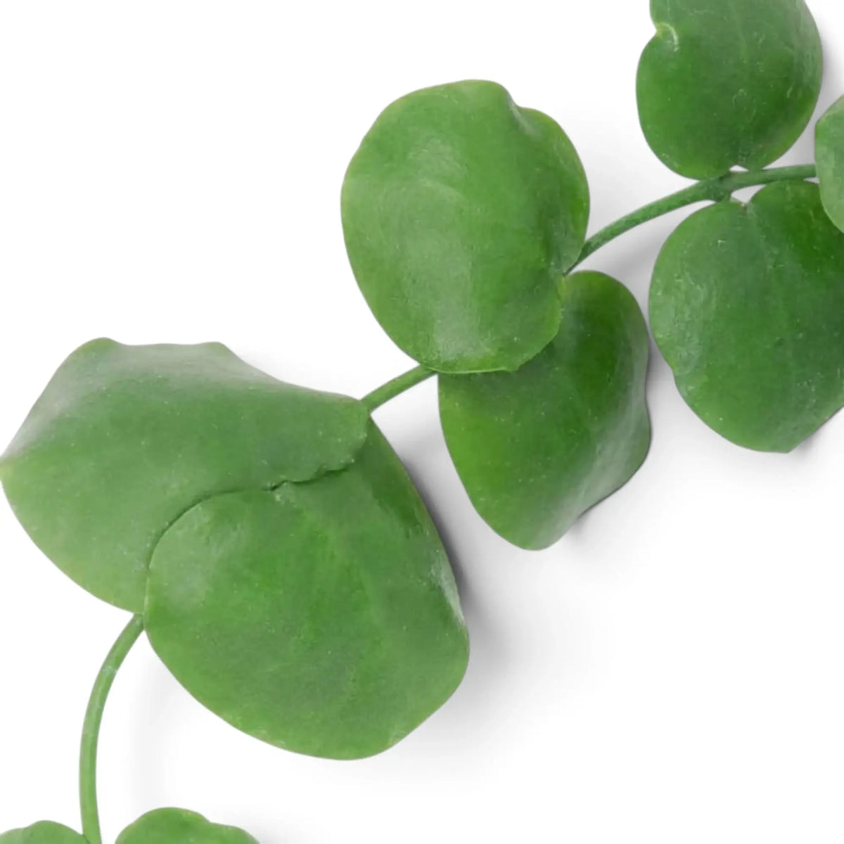 Dischidia platyphylla foliage close-up with flat rounded green leaves along a trailing stem