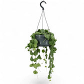 Dischidia platyphylla in a grey pot suspended by a hook, with trailing leafy stems