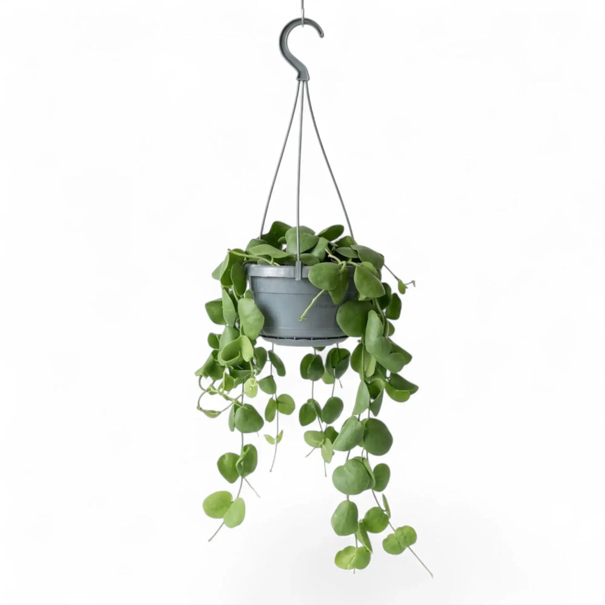 Dischidia platyphylla in a grey hanging pot with long vines cascading below the basket