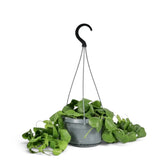Dischidia platyphylla in a grey hanging pot with trailing stems spread around the base