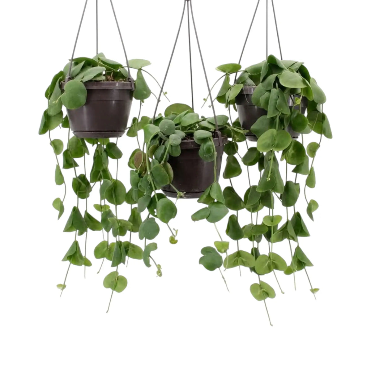 Three Dischidia platyphylla hanging pots grouped together with cascading green vines