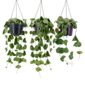 Three Dischidia platyphylla plants in hanging pots with long cascading green stems