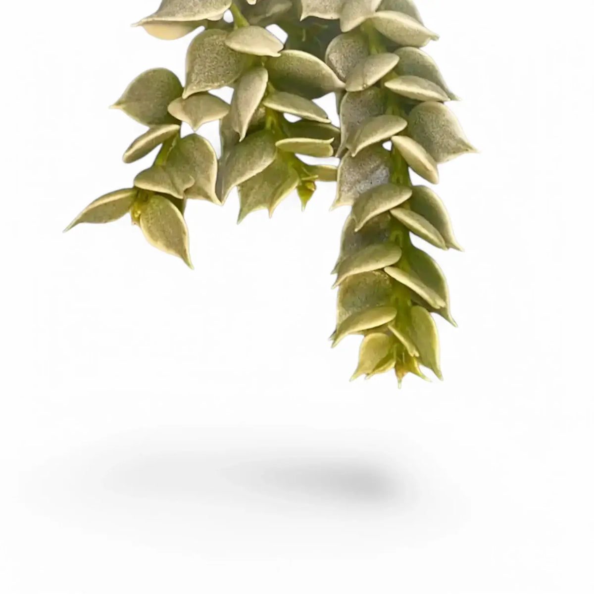 Dischidia ruscifolia variegata leaf detail on white background.