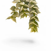 Dischidia ruscifolia variegata leaf detail on white background.