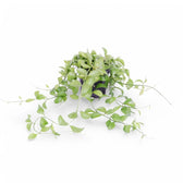 Dischidia sp. Geri D22 aka 'Apple leaf' Zimmerpflanze im Anzuchttopf vor weißem Hintergrund, Produktfoto 2.