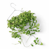 Dischidia sp. Geri D22 aka 'Apple leaf' Zimmerpflanze im Anzuchttopf vor weißem Hintergrund, Produktfoto 4.