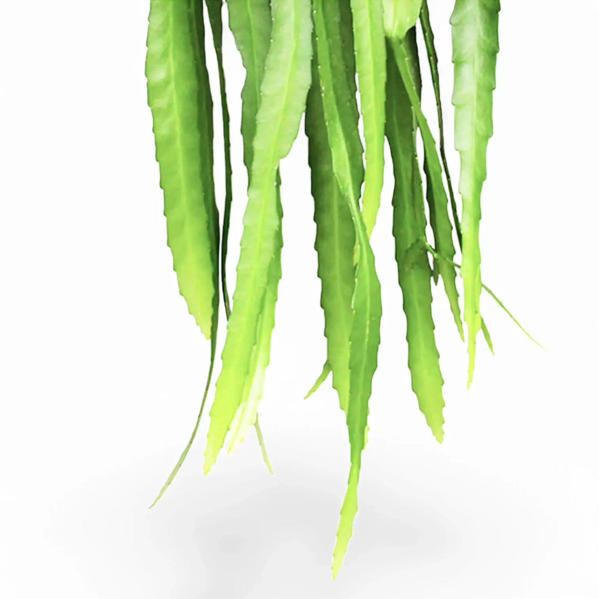 Disocactus (Epiphyllum) ackermannii – Blattdetail vor weißem Hintergrund..