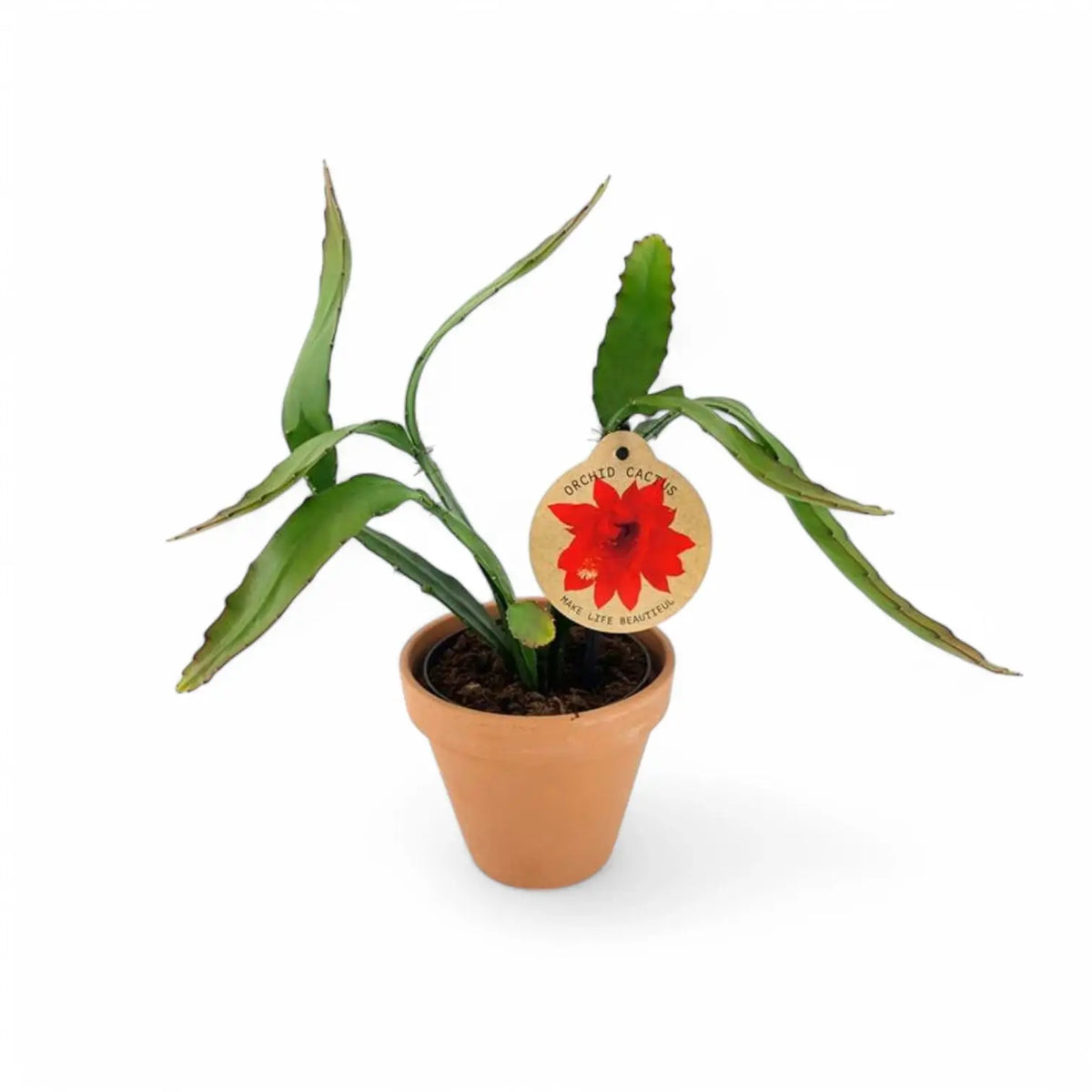 Disocactus (Epiphyllum) ackermannii Zimmerpflanze im Anzuchttopf vor weißem Hintergrund, Produktfoto 2.