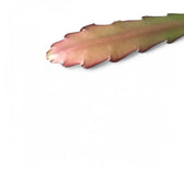 Disocactus (Epiphyllum) ackermannii 'Red tip' leaf close-up on white background.