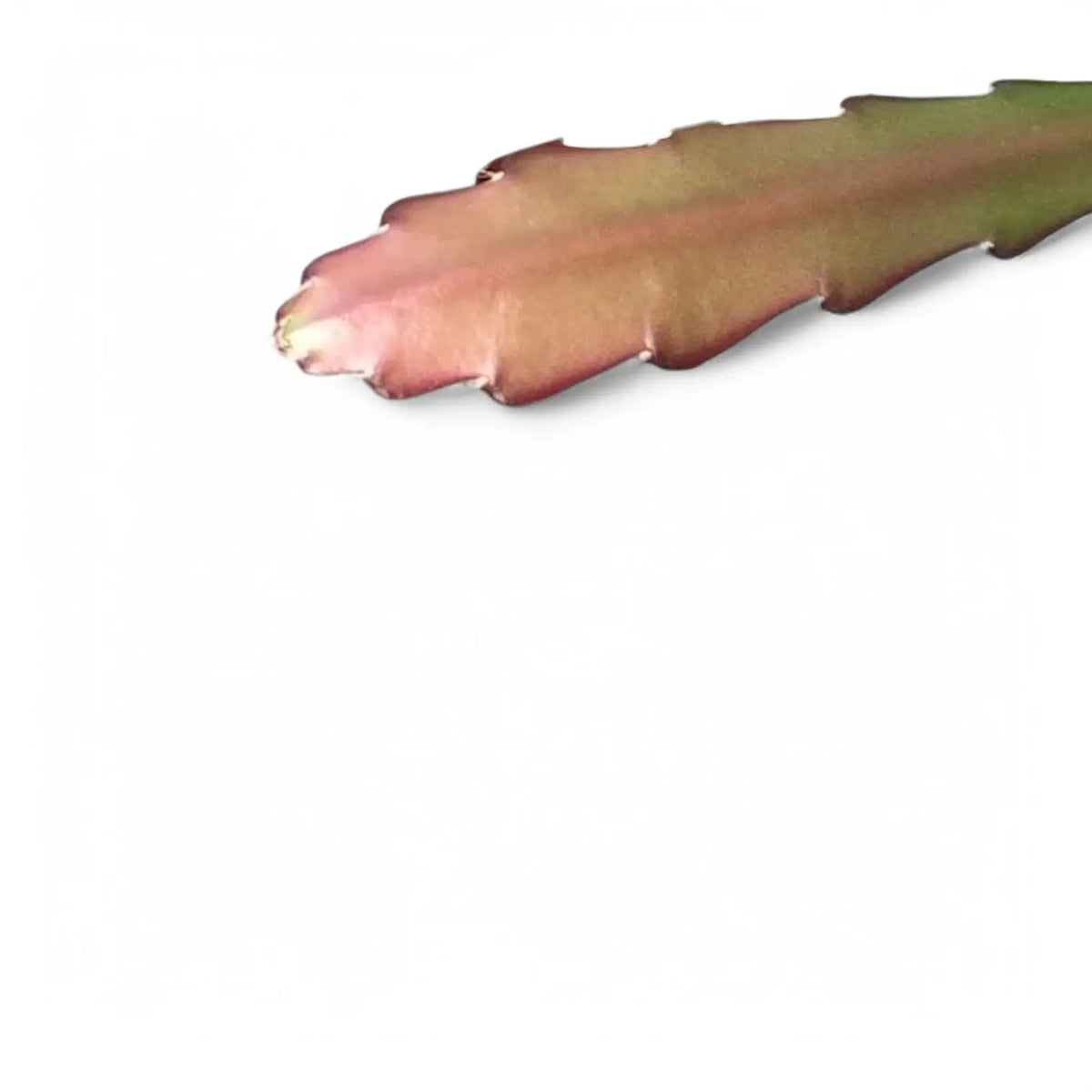 Disocactus (Epiphyllum) ackermannii 'Red tip' leaf close-up on white background.