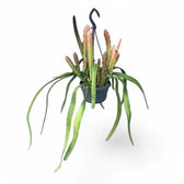 Disocactus (Epiphyllum) ackermannii 'Red tip' potted plant in nursery pot on white background.