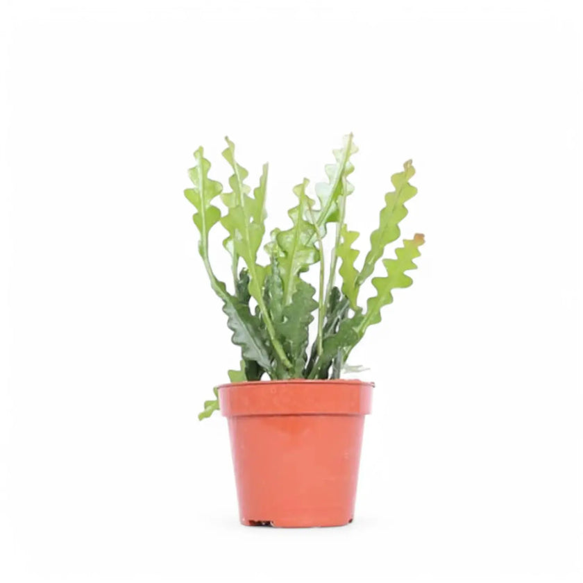 Disocactus ( Epiphyllum ) anguliger potted plant in nursery pot on white background.
