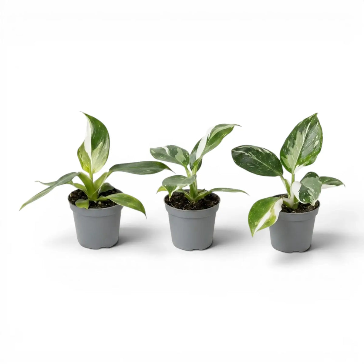 Three Philodendron 'White Wizard' baby plants in nursery pots.