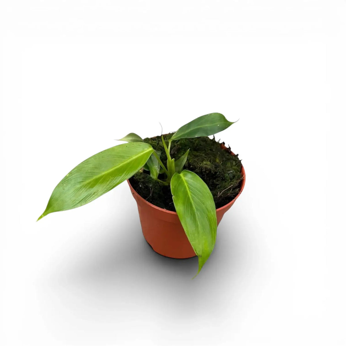 Philodendron patriciae potted plant in nursery pot on white background.