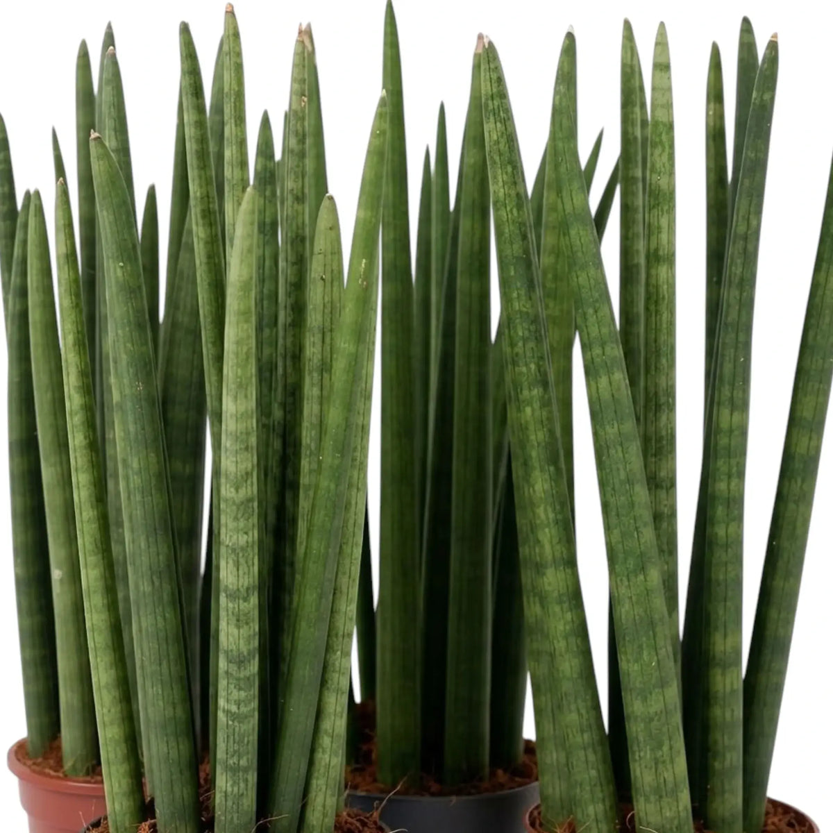 Nahaufnahme mehrerer Dracaena angolensis mit aufrechten, zylindrischen grünen Blättern