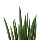 Aufrechte, zylindrische Blätter von Dracaena angolensis mit deutlich zugespitzten Enden