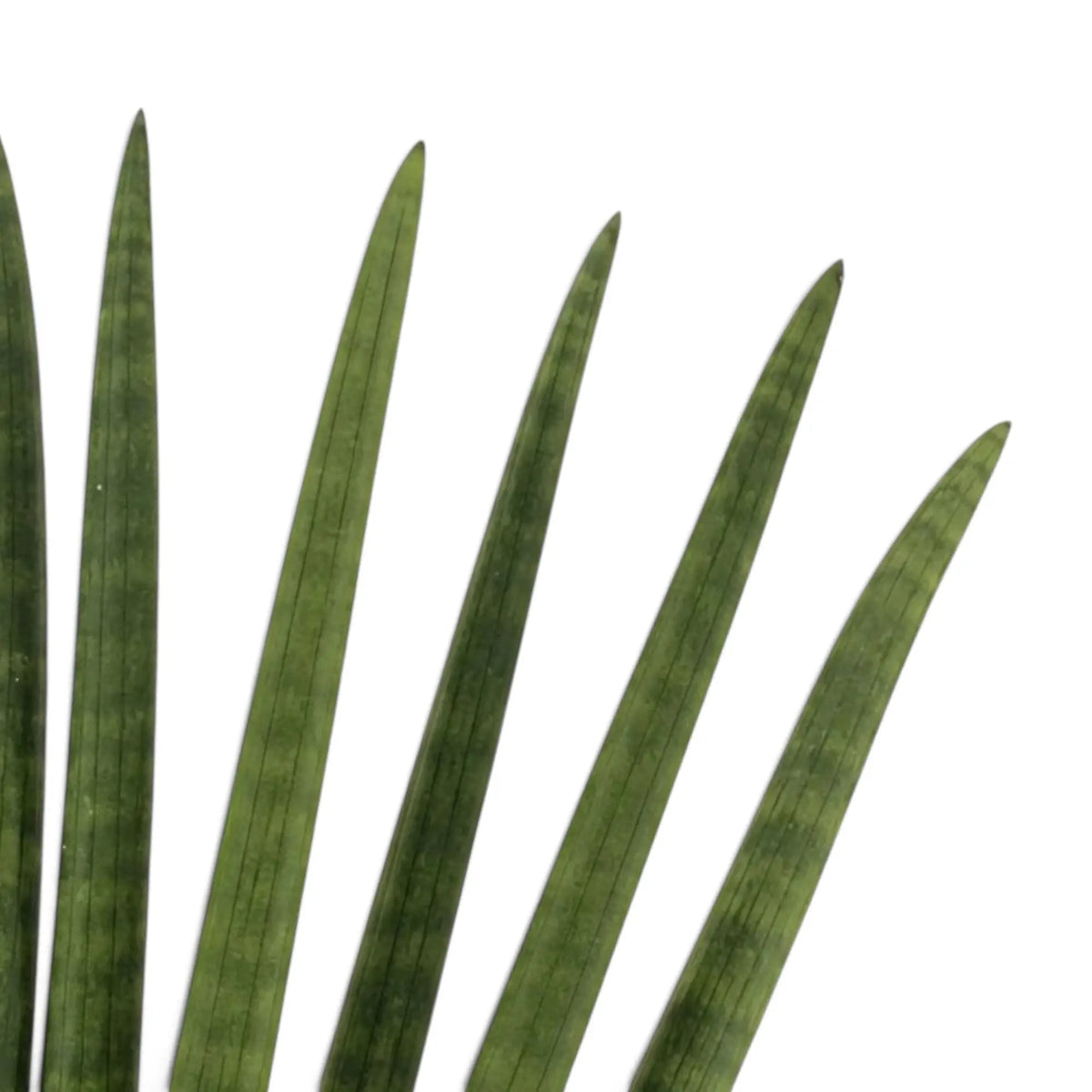 Nahaufnahme der zylindrischen Blätter von Dracaena angolensis 'Fan' mit dunkelgrünen Querbändern