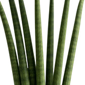 Dracaena angolensis 'Fan' – Nahaufnahme zylindrischer Blätter mit feinen Querbändern