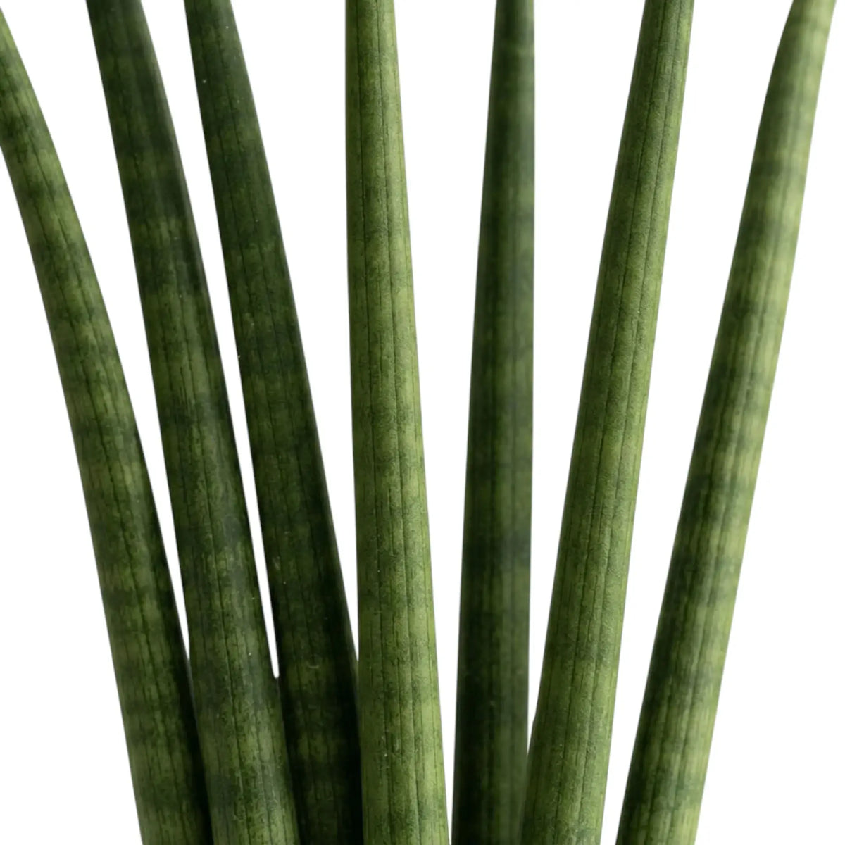 Dracaena angolensis 'Fan' – Nahaufnahme zylindrischer Blätter mit feinen Querbändern