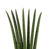 Nahaufnahme der aufrechten Blätter von Dracaena angolensis 'Fan' mit Querbändern