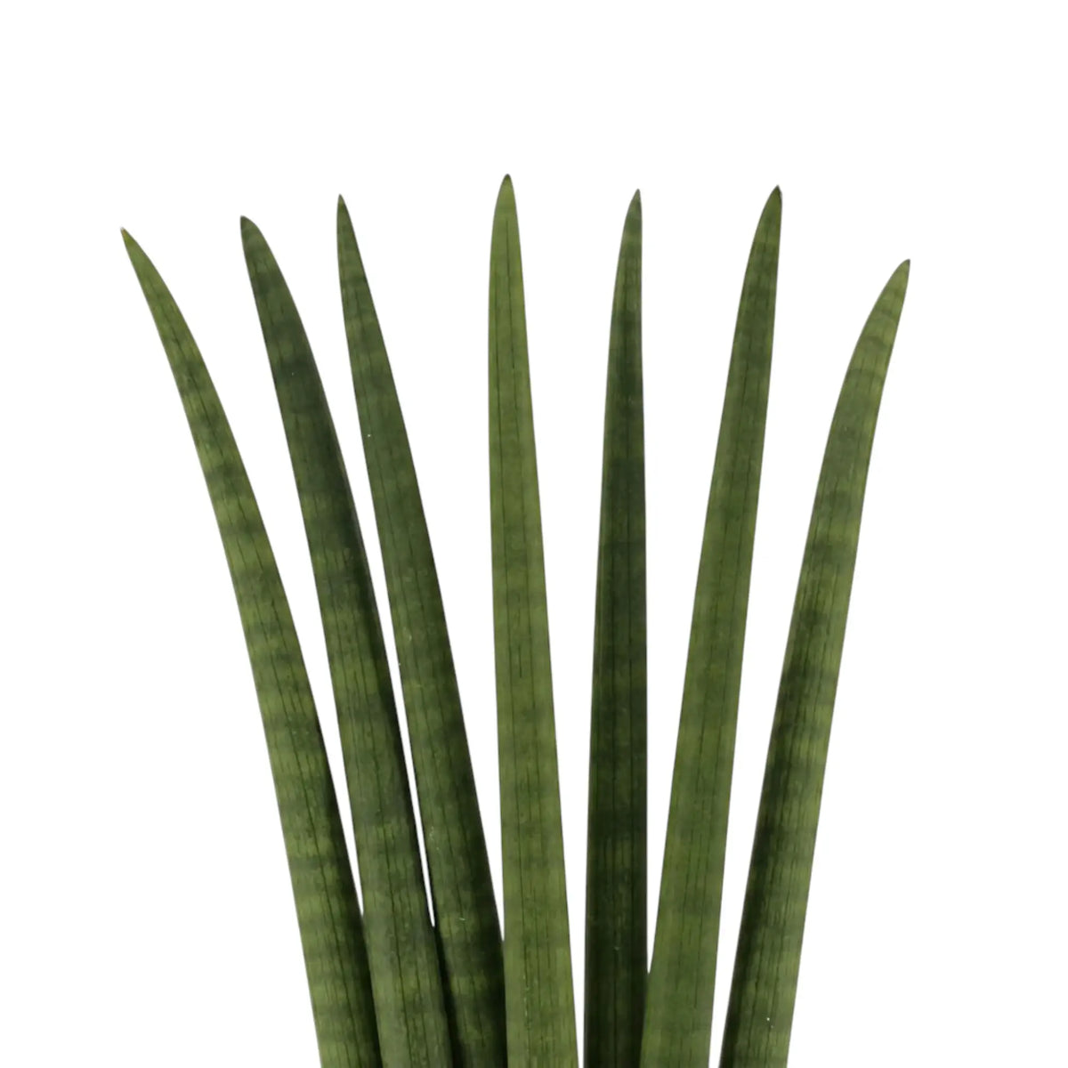 Nahaufnahme der aufrechten Blätter von Dracaena angolensis 'Fan' mit Querbändern