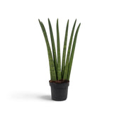 Dracaena angolensis 'Fan' mit mehreren aufrechten zylindrischen Blättern und dunkleren Querbändern