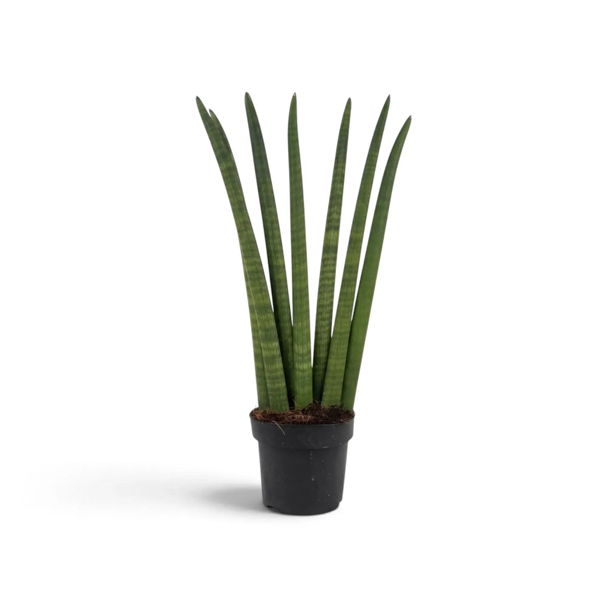 Dracaena angolensis 'Fan' mit mehreren aufrechten zylindrischen Blättern und dunkleren Querbändern