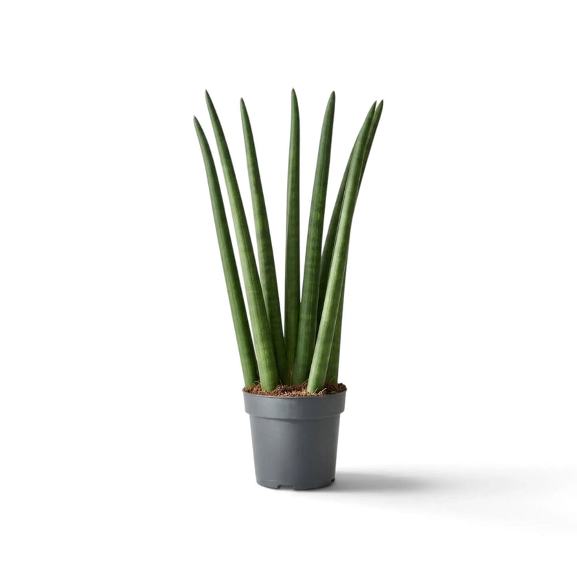 Dracaena angolensis 'Fan' mit fächerförmig angeordneten, aufrechten zylindrischen Blättern