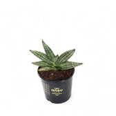 Dracaena angolensis (Sansevieria cylindrica) 'Inti' Zimmerpflanze im Anzuchttopf vor weißem Hintergrund, Produktfoto 2.