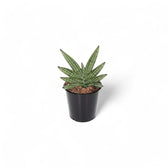 Dracaena angolensis (Sansevieria cylindrica) 'Inti' Zimmerpflanze im Anzuchttopf vor weißem Hintergrund, Produktfoto 3.