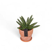 Dracaena angolensis (Sansevieria cylindrica) 'Inti' Zimmerpflanze im Anzuchttopf vor weißem Hintergrund, Produktfoto 4.