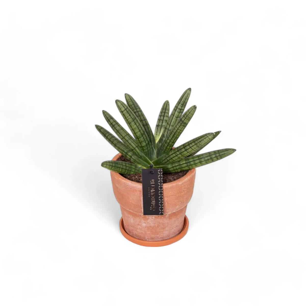 Dracaena angolensis (Sansevieria cylindrica) 'Inti' Zimmerpflanze im Anzuchttopf vor weißem Hintergrund, Produktfoto 4.