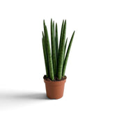 Dracaena angolensis im Topf mit aufrechten, schmalen Blättern und dunkelgrüner Marmorierung