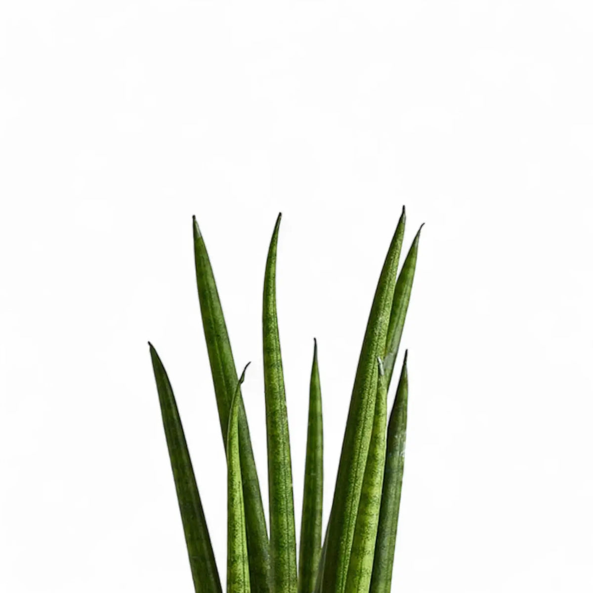 Dracaena angolensis (Sansevieria cylindrica) 'Rocket' – Blattdetail vor weißem Hintergrund..