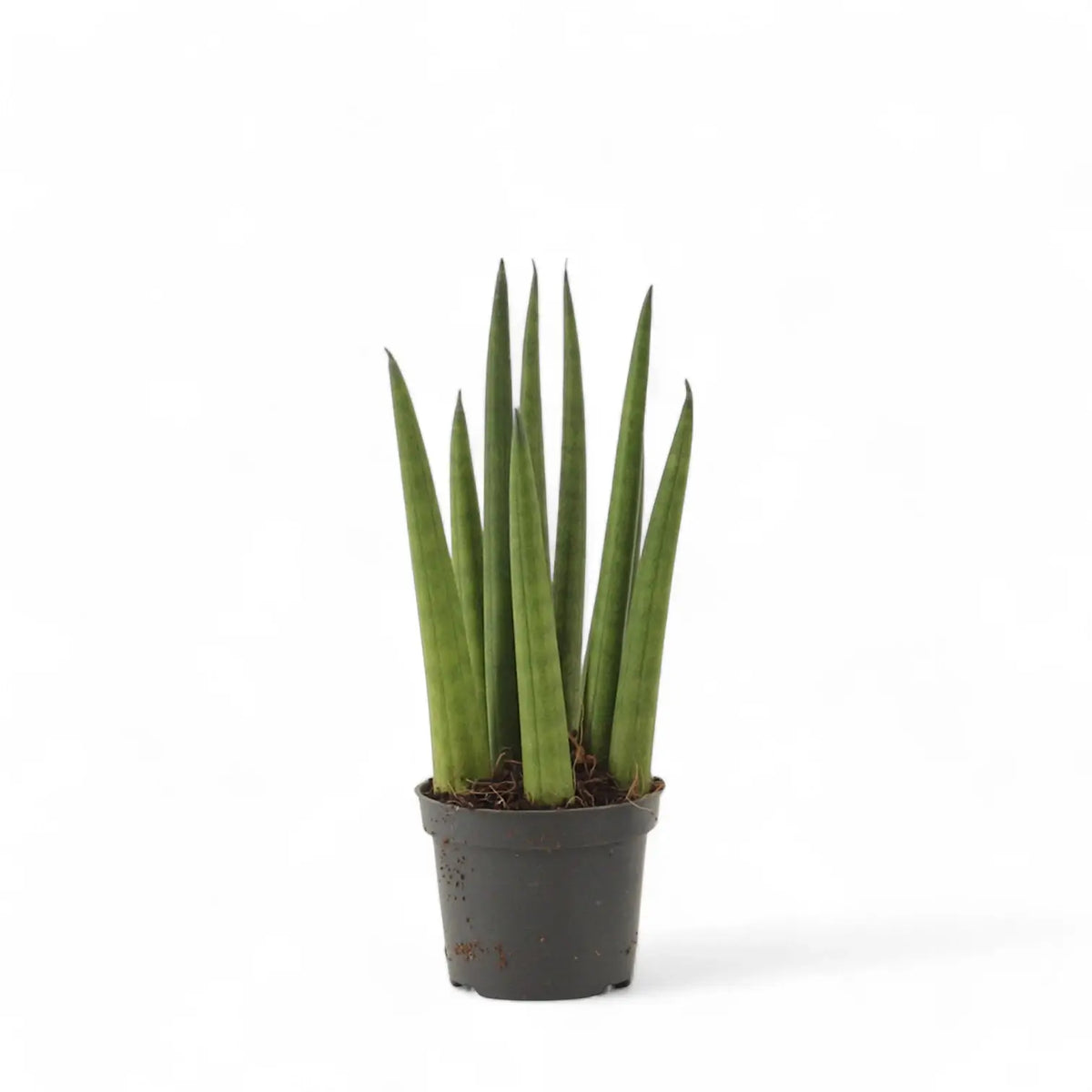 Dracaena angolensis (Sansevieria cylindrica) 'Rocket' Zimmerpflanze im Anzuchttopf vor weißem Hintergrund, Produktfoto 2.