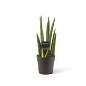 Dracaena angolensis (Sansevieria cylindrica) 'Rocket' Zimmerpflanze im Anzuchttopf vor weißem Hintergrund, Produktfoto 3.