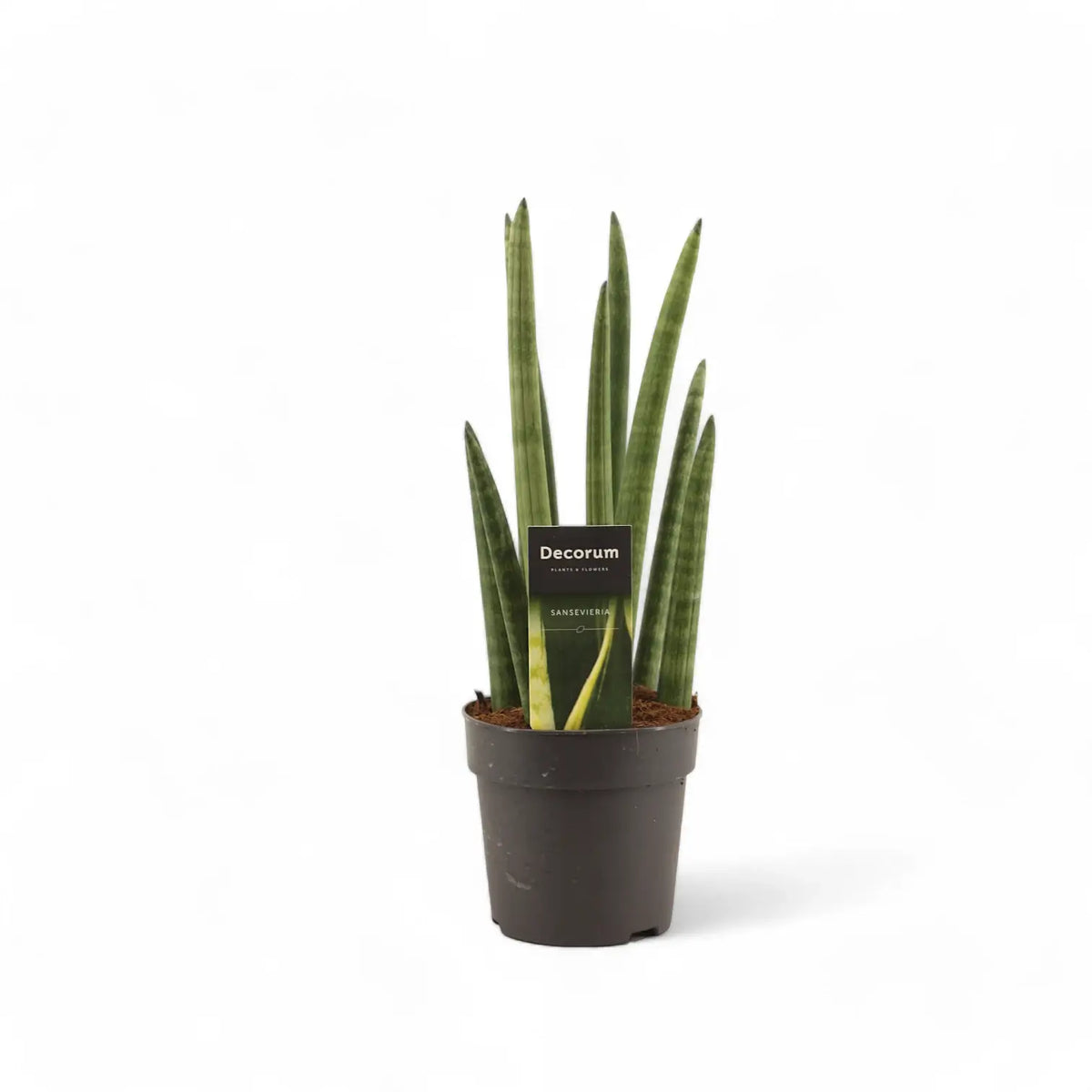 Dracaena angolensis (Sansevieria cylindrica) 'Rocket' Zimmerpflanze im Anzuchttopf vor weißem Hintergrund, Produktfoto 3.